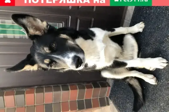 Найдена собака в Бутово, ищем новый дом