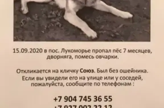 Пропала собака Союз в посёлке Лукоморье (п. ВОЛЖСКИЙ)