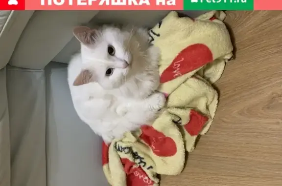 Пропала кошка Еся на улице Буинской, Ульяновск