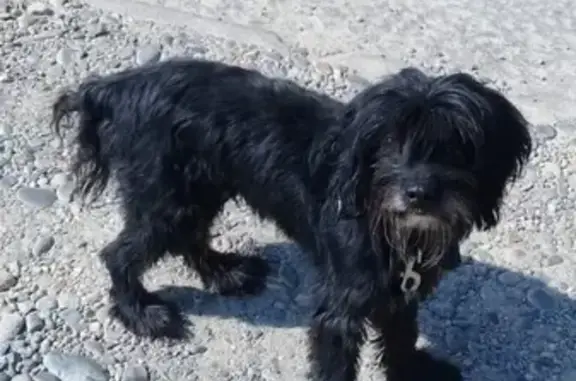 Найдена собака в Варениковской, Краснодарский край
