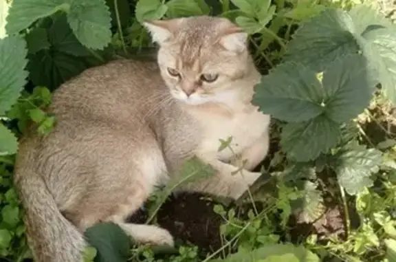 Пропала золотая Британская кошка в деревне Коврижново, Вологодская область