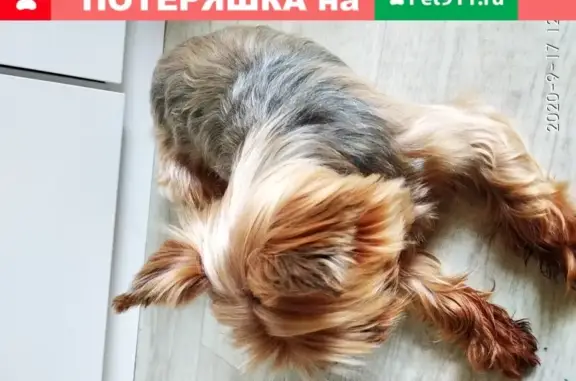 Собака в Рязани ищет дом