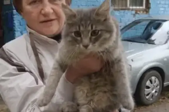 Найден пушистый котенок на Ленинградском проспекте (Ярославль)