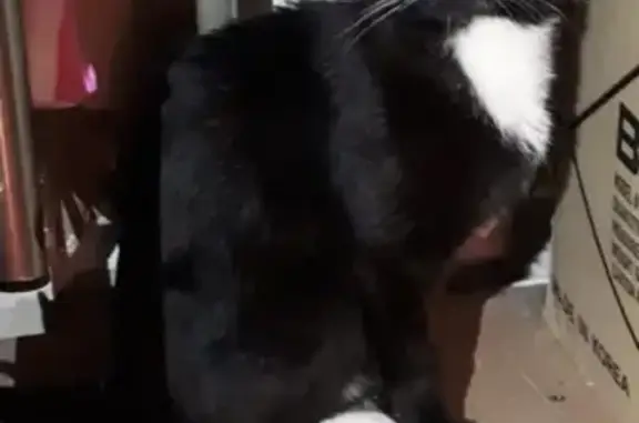 Найден черно-белый кот в пос. Коммунарка, Москва