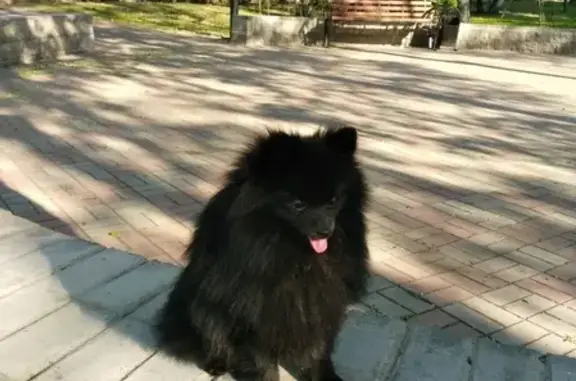 Потерянные животные Томск, фото: Пропала черная маленькая собака в Томске