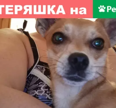 Найдена собака с ошейником в Октябрьском районе, Новосибирск