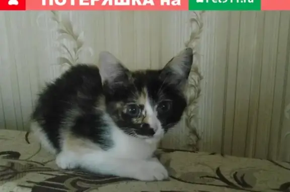 Пропала кошка на ул. Толстого, 1 (Пенза)