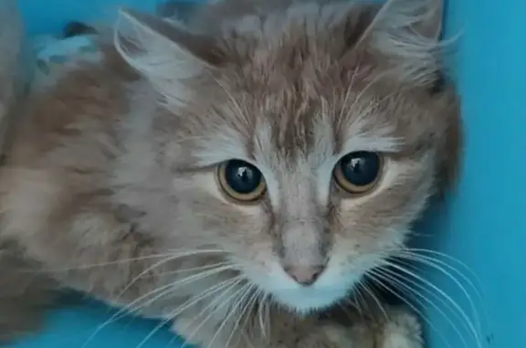 Пропала персиковая кошка в Наро-Фоминске 10