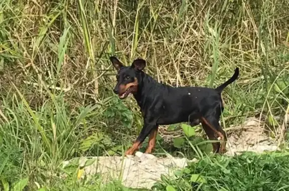 Собака найдена в лесу Раменского района, близ дачных поселков Каскад и Янтарный, деревни Ворщиково (Бронницы)