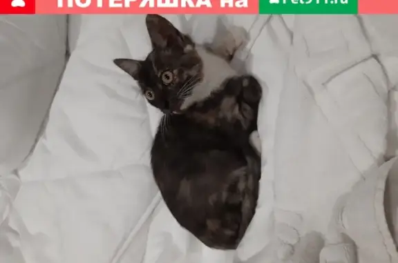 Найдена кошка возле Казанского кремля
