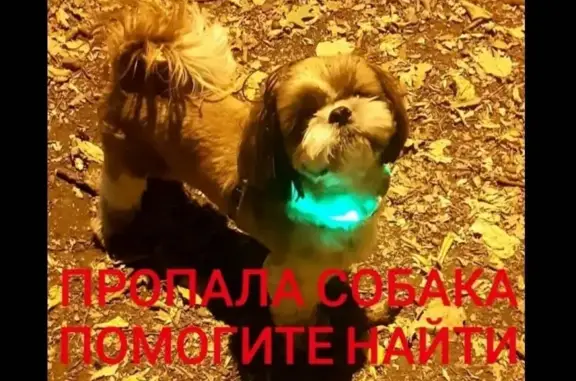 Пропала собака ЛАКИ, ул. Доваторцев 41/3.