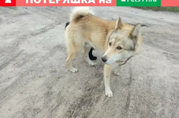 Потерян пёс в ошейнике в Пурехе, Нижний Новгород.