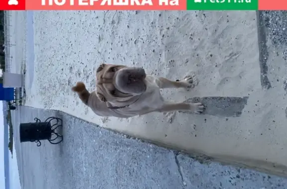 Собаки потеряшки, Ульяновск, фото: Потеряшка собака Шарпей Балу в Ульяновске