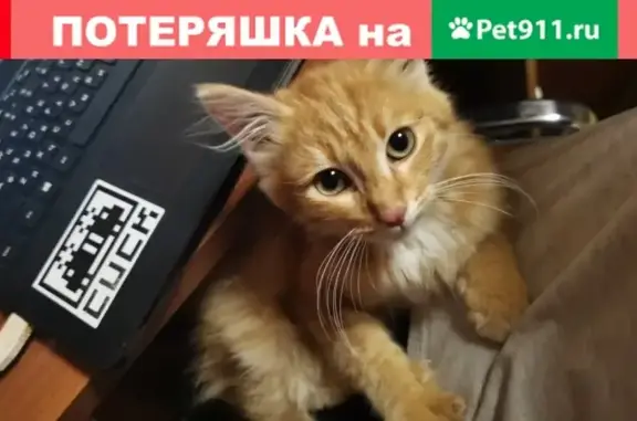 Срочно ищем хозяина для рыжего котенка в Красноярске