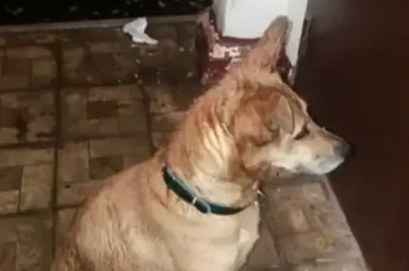Найдена собака в Химках, парк Дубки