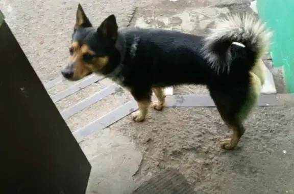 Найдена собака возле Ю. Гагарина 1 в Уфе