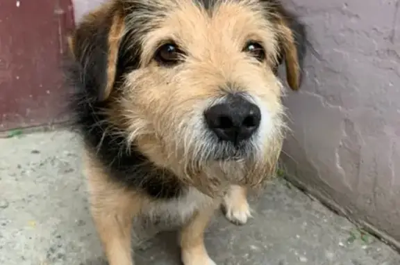 Собака найдена у ТЦ Гомзово в Йошкар-Оле