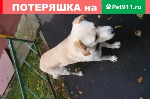 Потерянный пес возле Октябрьского проспекта