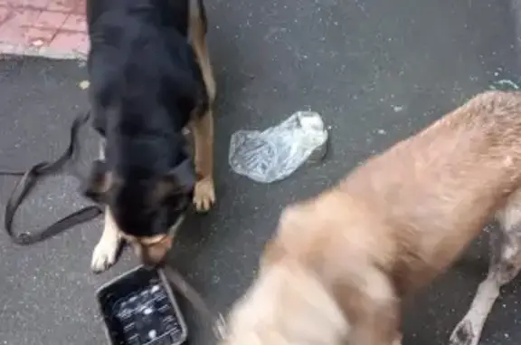 Найдены две собаки в Бибирево.