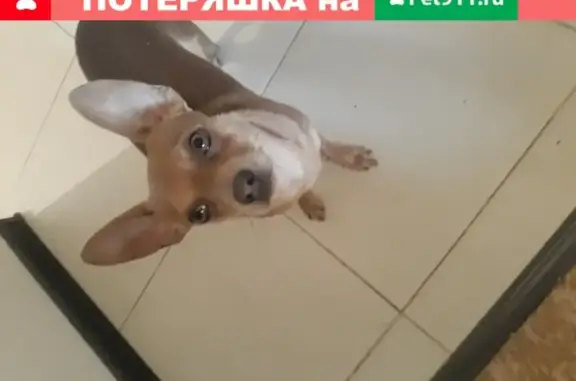 Найдена собака: рыжая той-терьер в Кабаново