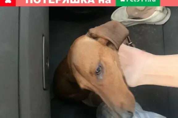 Собака Такса найдена на улице Рихарда Зорге, 65Б.