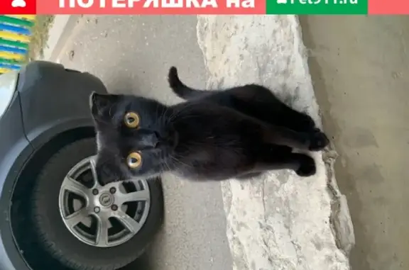 Найдена домашняя кошка на ул. Чехова, 79