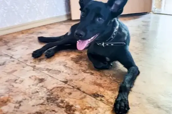Найдена собака на пр. Менделеева в Омске