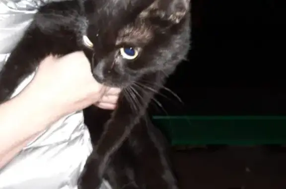 Найдена домашняя кошка с необычным хвостом, адрес: Москва.