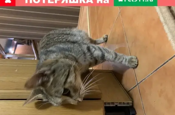 Найдена домашняя кошка в Москве