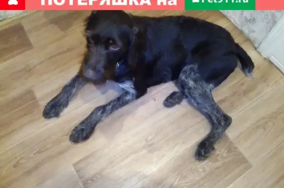 Найдена собака породы дратхаар в Смоленске
