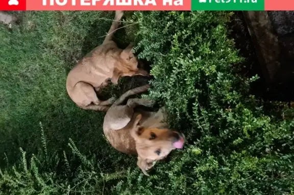 Найдены собаки на улице Крымская 89