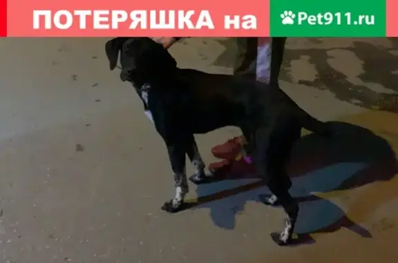 Собака Сучка на ул. Татьяны Снежиной, Новосибирск