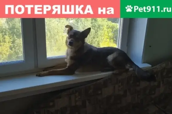 Пропала собака в районе метро Нахимовский проспект, адрес: Сивашская улица, 2к2