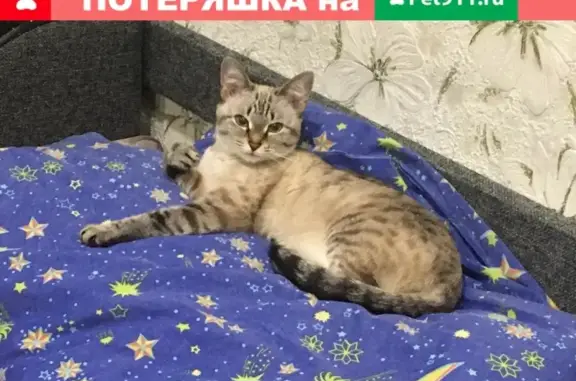 Пропала кошка на Малиновой, Сосногорск. Ошейник с колокольчиком. 89505692392.