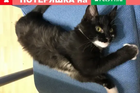Найден черно-белый кот в Тропарёвском парке
