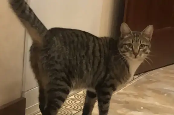 Пропал стерилизованный кот Барсик в Домодедово