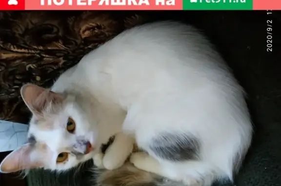 Найдена домашняя кошка в центральном районе СПб