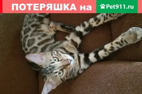 Пропала бенгальская кошка Тигра в Сочи, ул. Петрозаводская 31Б