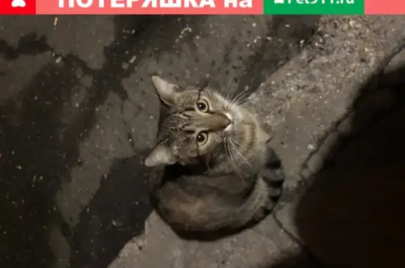 Утраченная кошка на улице Раменки, 25