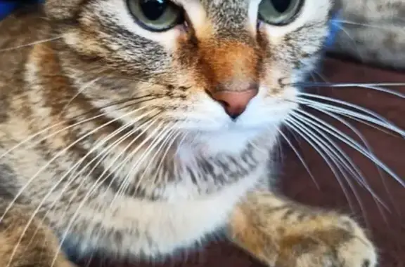 Пропала кошка Катрина в Тихвине