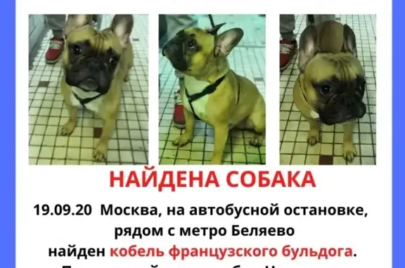 Найдена собака в Москве, м. Беляево