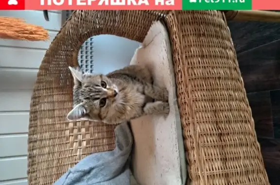 Котенок агути ищет дом в Москве