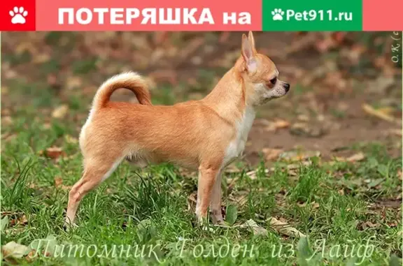 Пропала собака Чихуаху в Прибытково, Ленобласть