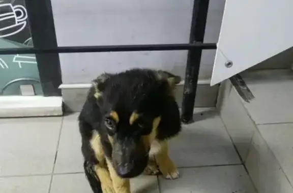 Найден щенок с шрамом на лапе на ул. Ленина, Иркутск