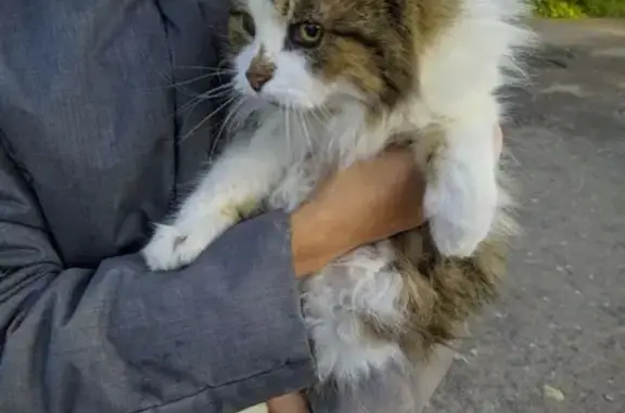 Найдена кошка в поселке Дунай, Ленобласть