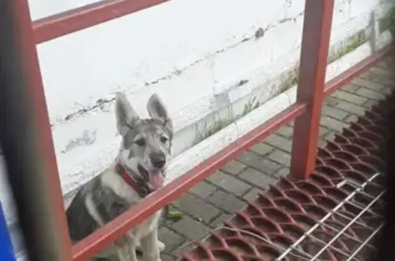 Найдена собака в Твери с красным ошейником