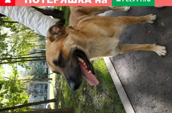 Собака найдена у Каширской плазмы, Москва, ЮАО, Орехово-Борисово Северное.