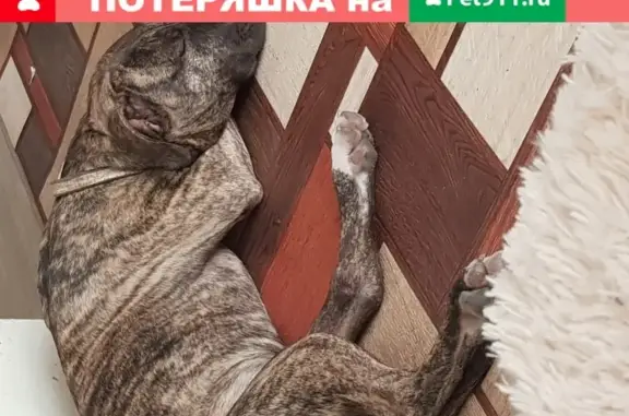 Собака Тигровый пит найдена на Мурыновке в Курске.