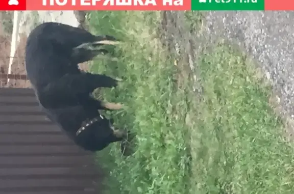 Собака с ошейником найдена в СНТ Ручеёк, Московская область