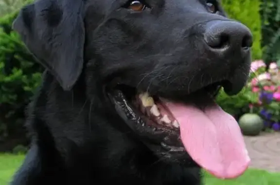 Пропала собака Лабрадор возрастом 1 год на платформе Шатура
